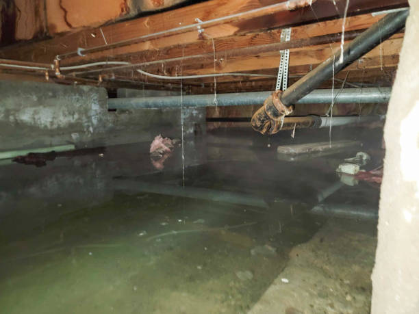 Best Carpet water damage restoration  in Trafford, PA